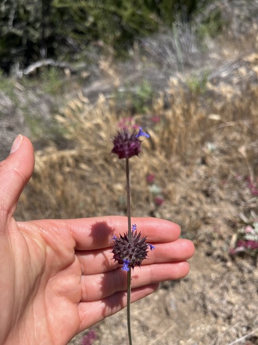iNaturalist observation photo of Chia