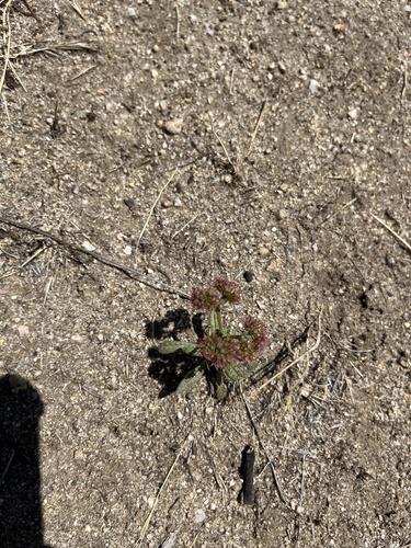 iNaturalist observation photo of spineflowers