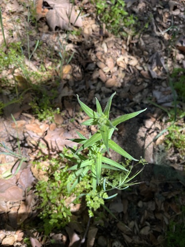 iNaturalist observation photo of tarweeds