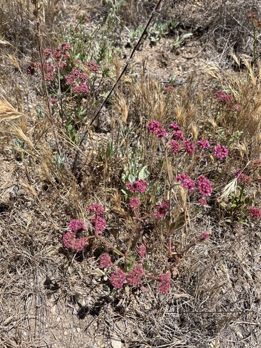 iNaturalist observation photo of Douglas' Spineflower