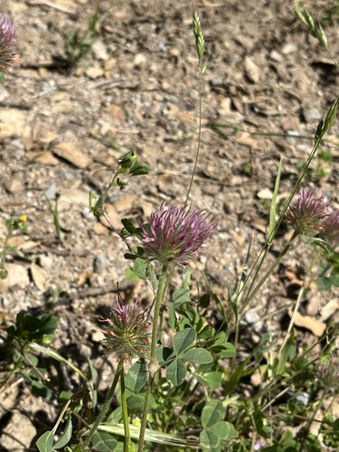 iNaturalist observation photo of Rose Clover