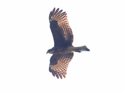 Snail Kite (Rostrhamus sociabilis)