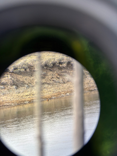 animal observation 2