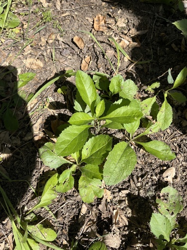 iNaturalist observation photo of roughleaf aster