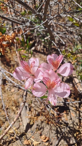 Peruvian lilies