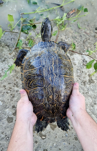 Pseudemys concinna