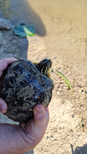 Pseudemys peninsularis