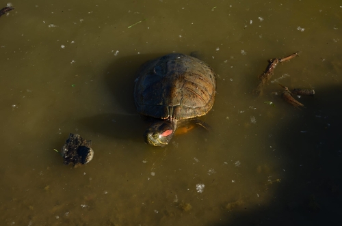 Trachemys scripta elegans