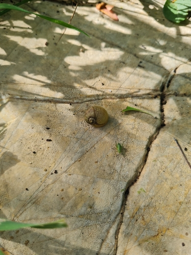 Cantareus apertus