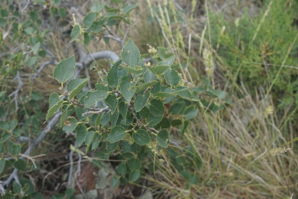 Oriental hackberry