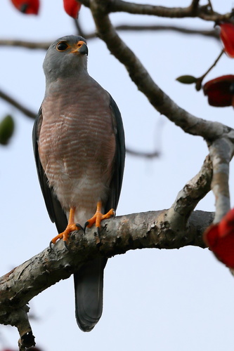 Subespecies Accipiter hiogaster sylvestris · NaturaLista Mexico