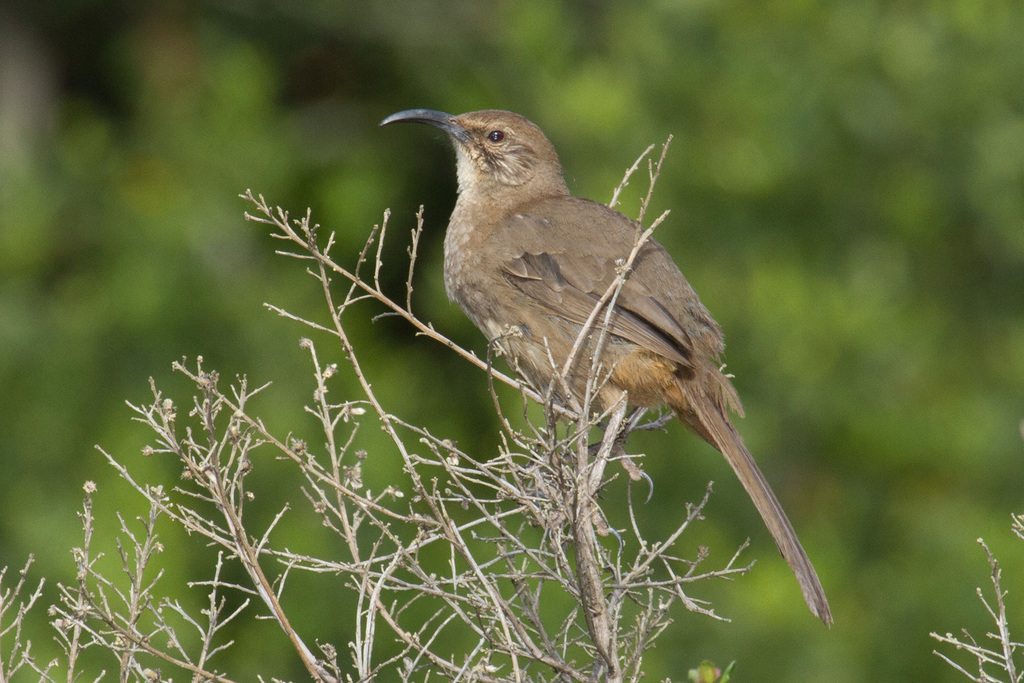 California Thrasher (Birds of San Mateo County) · iNaturalist