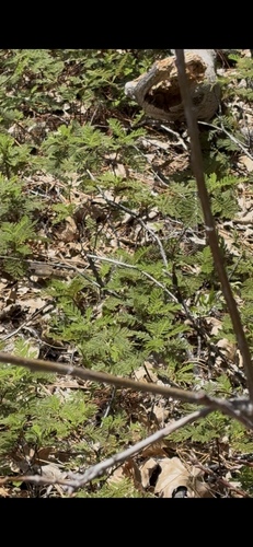 iNaturalist observation photo of Northern Pacific Rattlesnake