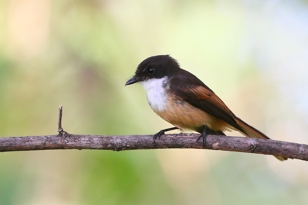 Cinnamon-tailed Fantail photo