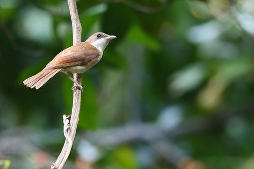 Island Whistler (pachycephala Phaionota) · Inaturalist