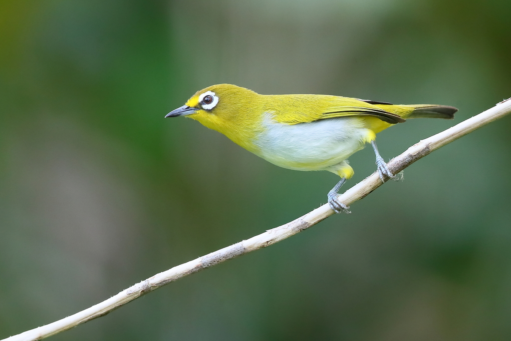 Kai Besar White-eye (Zosterops grayi) photo