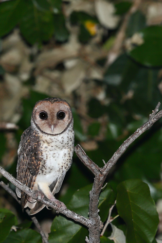 Moluccan Masked Owl (Tyto sororcula) · iNaturalist