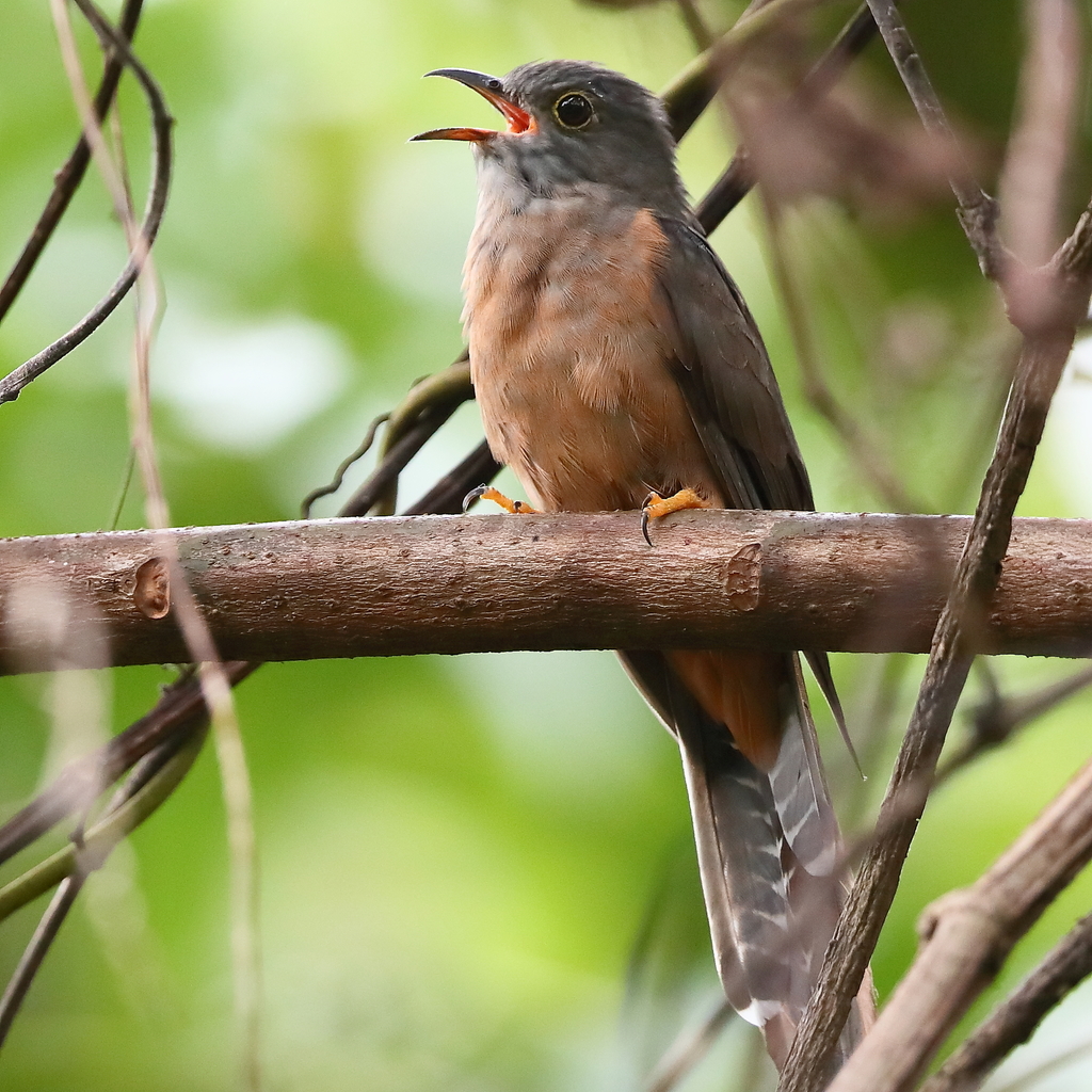 Moluccan Brush Cuckoo photo