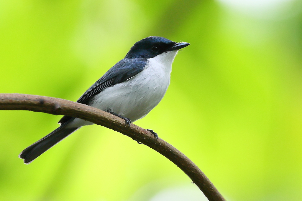 Moluccan Flycatcher photo