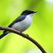 Moluccan Flycatcher - Photo (c) Carlos N. G. Bocos, all rights reserved, uploaded by Carlos N. G. Bocos