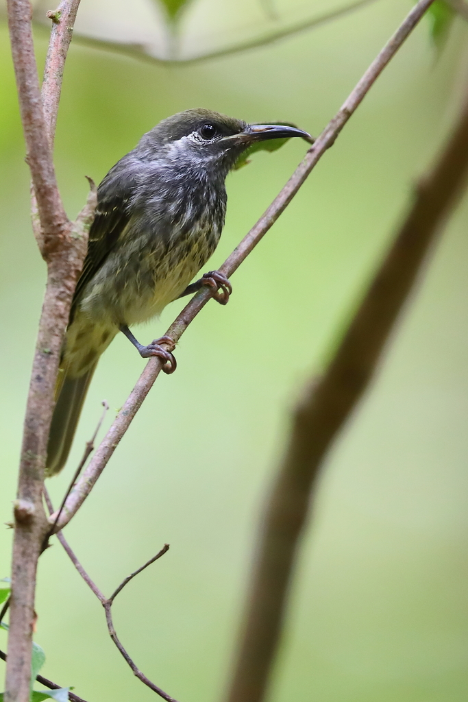 Seram Honeyeater (Lichmera monticola) photo