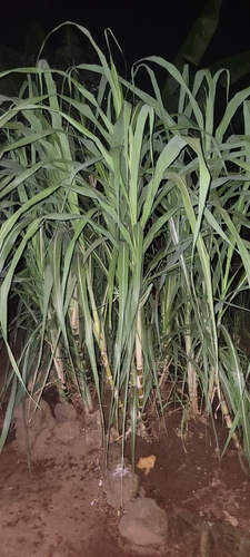 Sugarcane