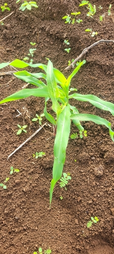 Maize