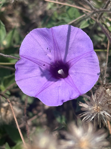 tripleleaf morning-glory (Ipomoea ternifolia)