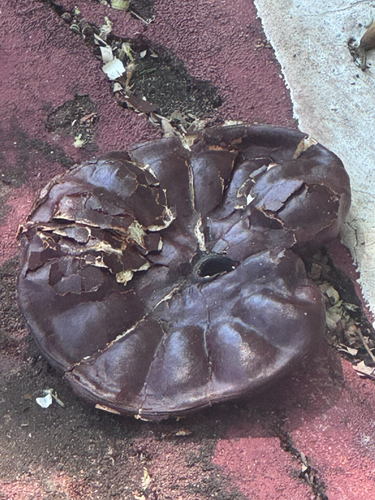 elephant ear tree (Enterolobium cyclocarpum)