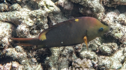 Epibulus brevis