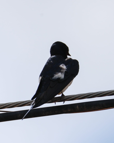 Avistamiento "Golondrina Tijereta, Golondrina de Horquilla"