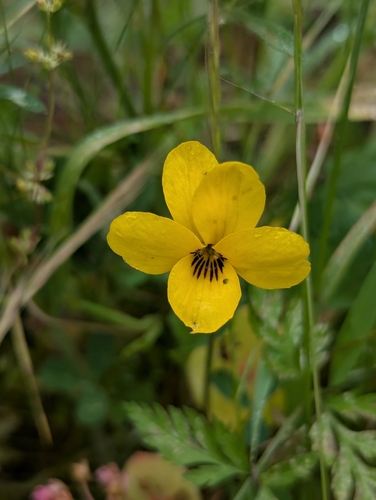 iNaturalist observation photo of California Golden Violet