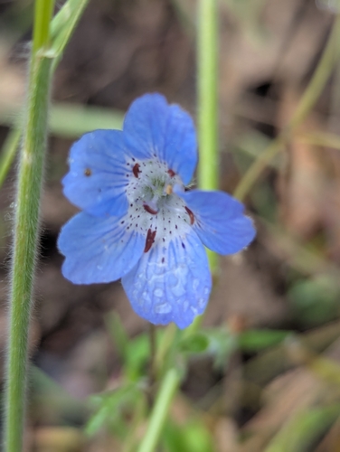 iNaturalist observation photo of Menzies' baby blue eyes