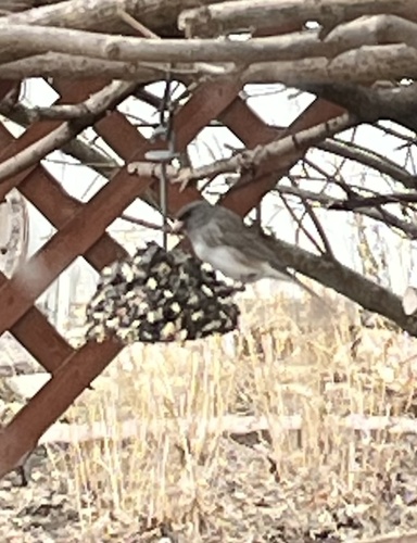 Dark-eyed Junco