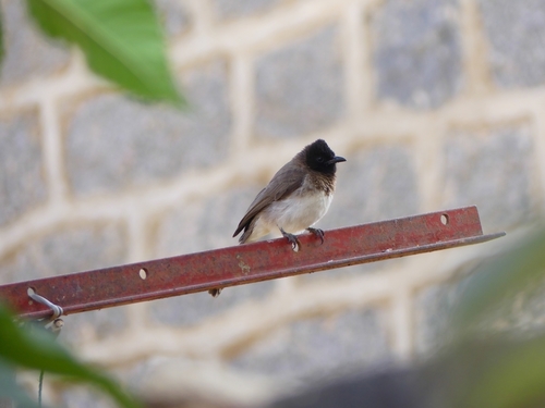 Pycnonotus barbatus schoanus