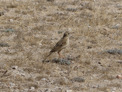 African Pipit