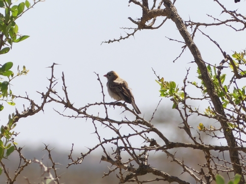 Speckle-fronted Weaver