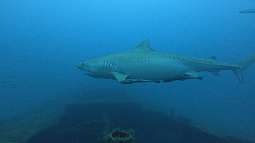 Galeocerdo cuvier
