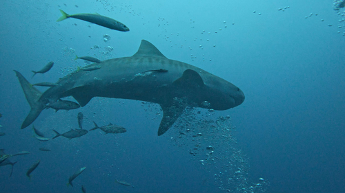 Galeocerdo cuvier
