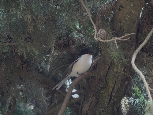 East African Fiscal Shrike