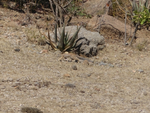 Striped Ground Squirrel
