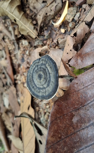 Sanguinoderma rugosum