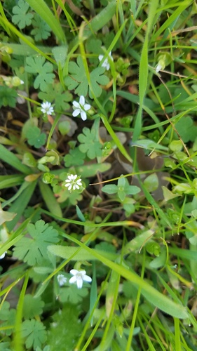 iNaturalist observation photo of common chickweed
