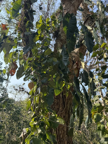 Photos of Variety Monstera tuberculata tuberculata  iNaturalist