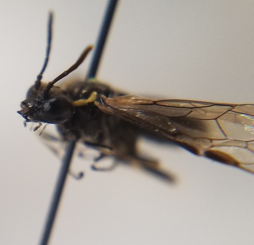 iNaturalist observation photo of Sawflies, Horntails, and Wood Wasps