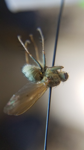 iNaturalist observation photo of Flies