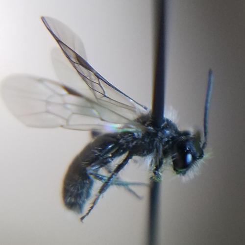 iNaturalist observation photo of Panurginus
