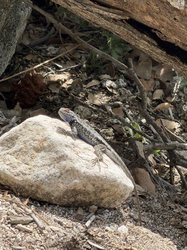 iNaturalist observation photo of Western Fence Lizard