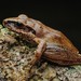 Secret Robber Frog - Photo (c) Chien Lee, all rights reserved, uploaded by Chien Lee