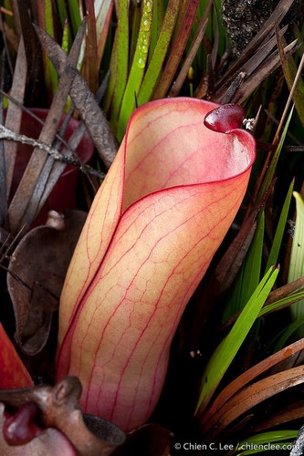 Aparaman Tepui-group marsh pitcher (Heliamphora folliculata)